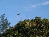 randomtree.jpg