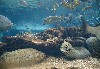 aquarium.jpg
