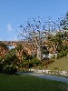 sakebottletree.jpg