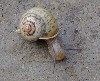 snail.jpg