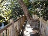 treetrouble.jpg