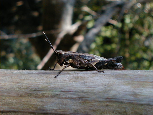 cricket1.jpg, 61081 bytes, 11/24/2000