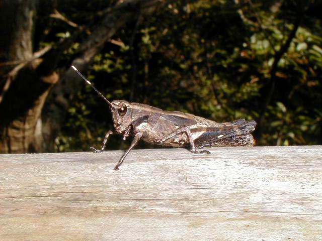 cricket2.jpg, 59424 bytes, 11/24/2000