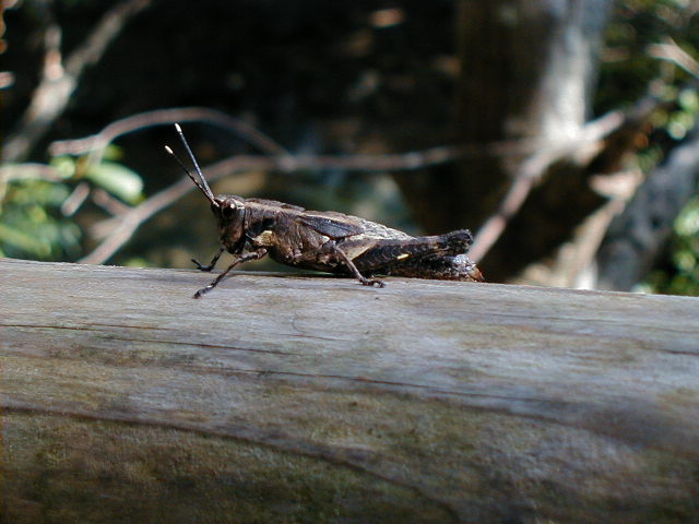 cricket3.jpg, 60890 bytes, 11/24/2000