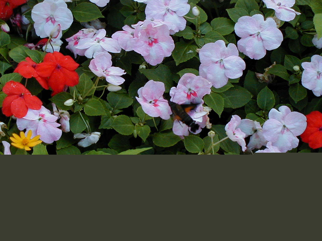 hummingbird.jpg, 401102 bytes, 11/25/2000