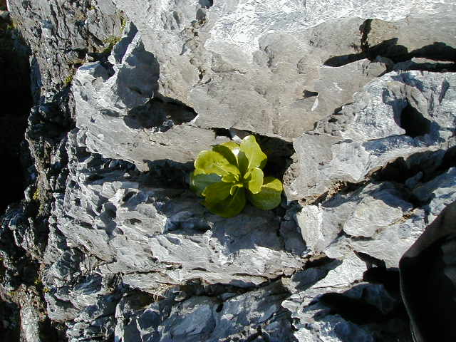 lostplant.jpg, 63652 bytes, 11/24/2000