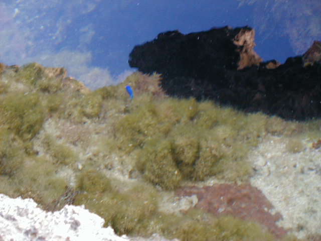 oceanfish1.jpg, 63094 bytes, 11/26/2000