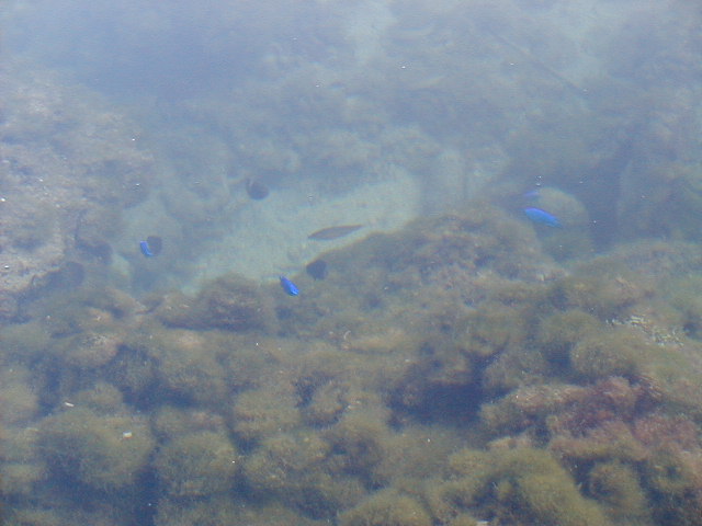 oceanfish2.jpg, 62756 bytes, 11/26/2000