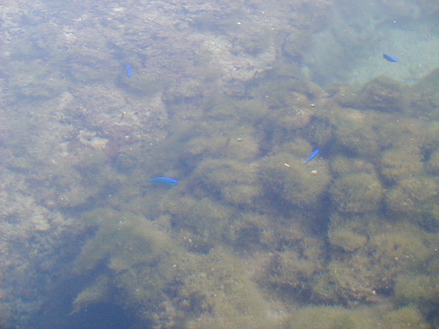 oceanfish3.jpg, 63542 bytes, 11/26/2000
