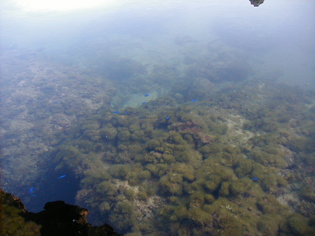 oceanfish4.jpg, 63990 bytes, 11/26/2000