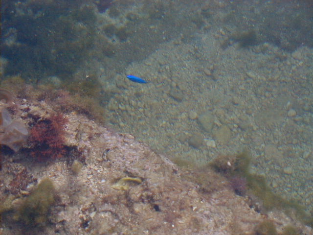 oceanfish5.jpg, 61651 bytes, 11/26/2000