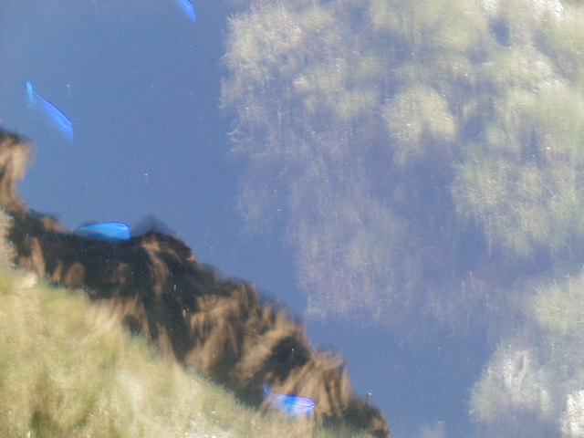 oceanfish7.jpg, 62586 bytes, 11/26/2000