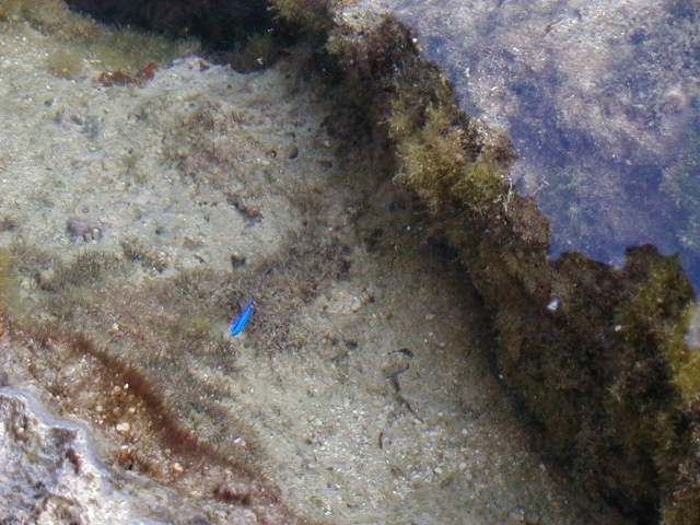 oceanfish8.jpg, 61421 bytes, 11/26/2000