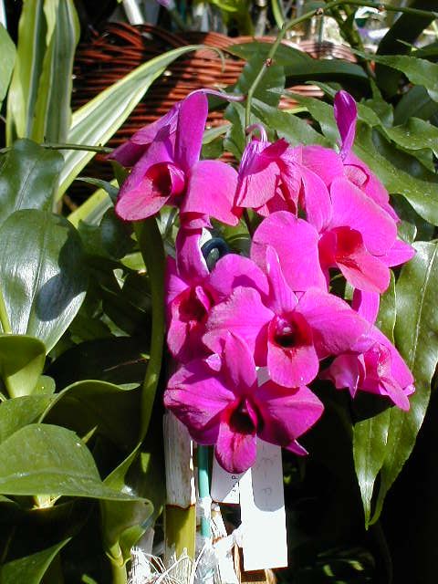 SANY0102.JPG, 68504 bytes, 11/27/2000