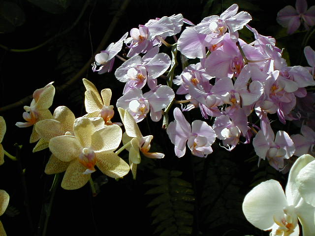 SANY0104.JPG, 59522 bytes, 11/25/2000