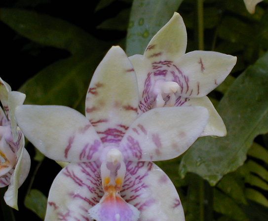 SANY0105.JPG, 34088 bytes, 11/27/2000