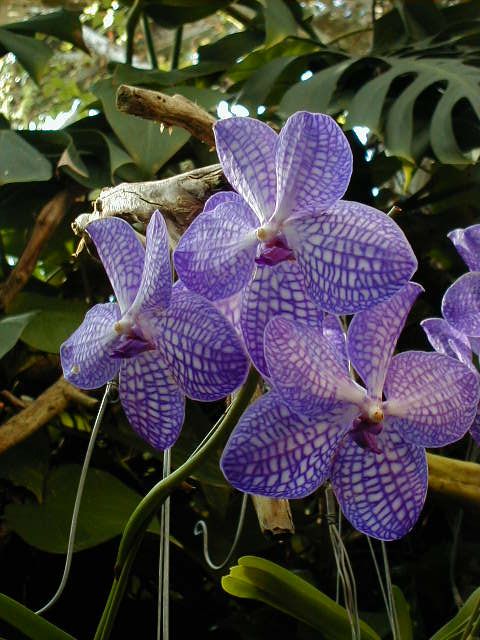SANY0108.JPG, 66401 bytes, 11/27/2000