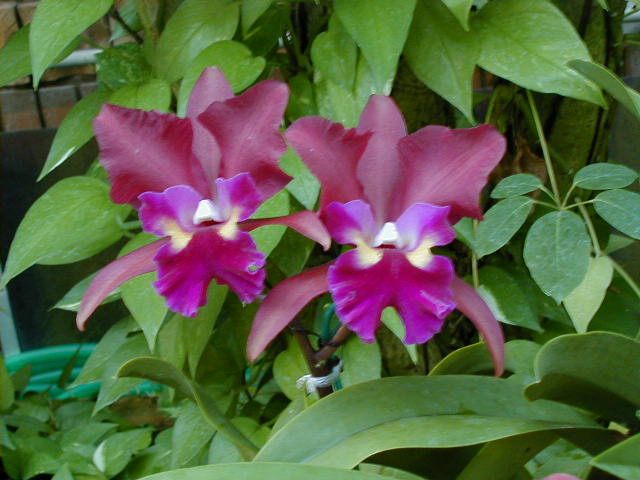 SANY0117.JPG, 59890 bytes, 11/25/2000