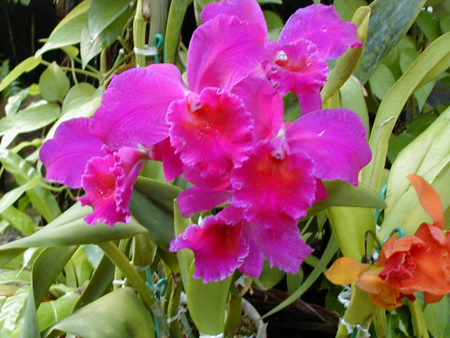 SANY0118.JPG, 59828 bytes, 11/25/2000