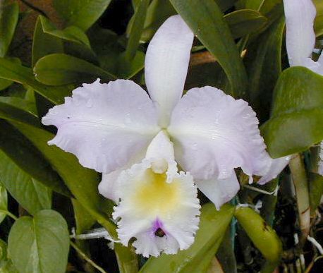 SANY0120.JPG, 33083 bytes, 11/27/2000
