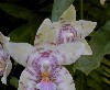 SANY0105.JPG