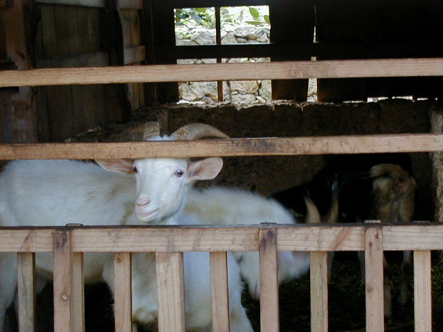randomgoat.jpg, 56836 bytes, 11/25/2000