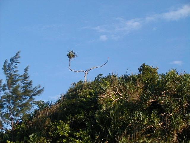 randomtree.jpg, 62457 bytes, 11/23/2000