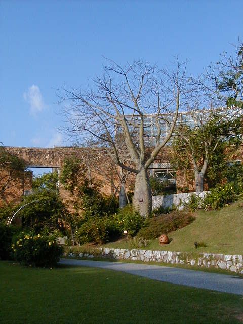 sakebottletree.jpg, 69058 bytes, 12/1/2000