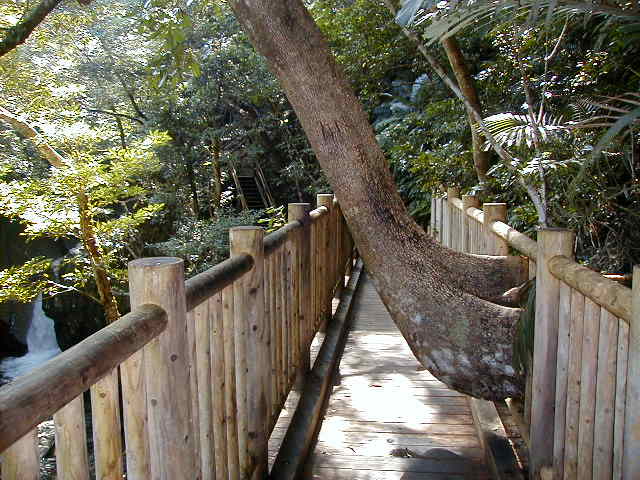 treetrouble.jpg, 62580 bytes, 11/24/2000