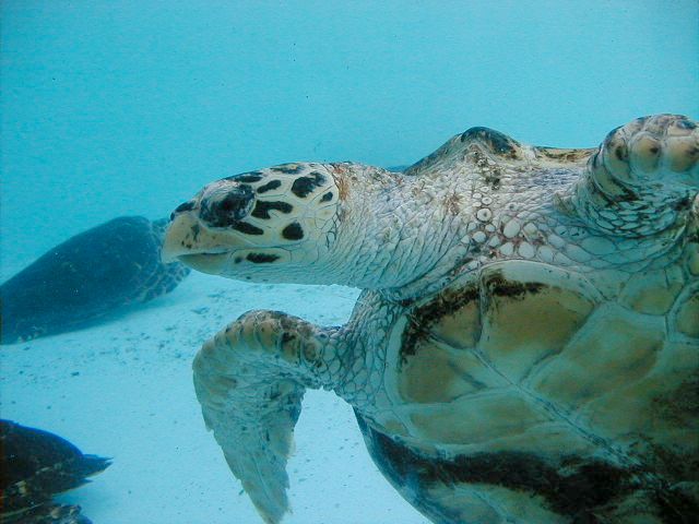 turtle.jpg, 53163 bytes, 11/27/2000