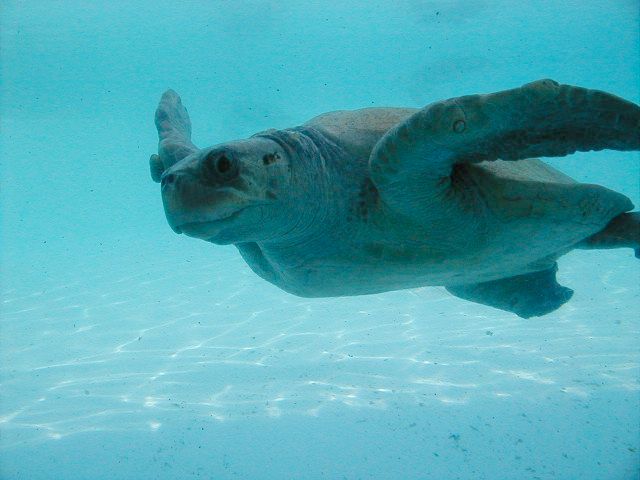 turtle2.jpg, 45022 bytes, 11/27/2000