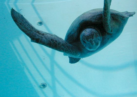 turtle3.jpg, 29838 bytes, 11/27/2000
