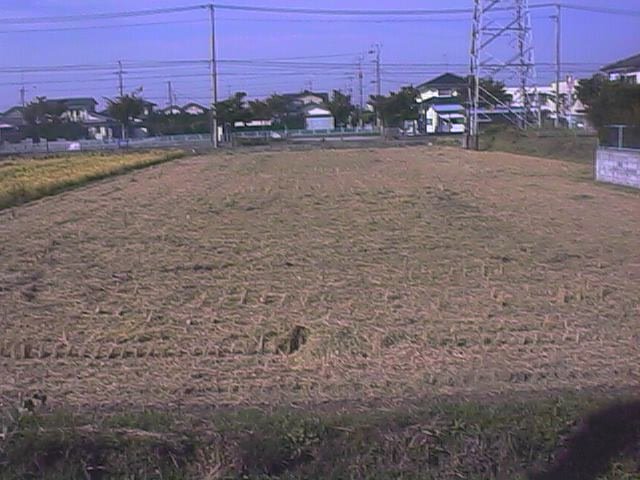ricefield across from the house 2.jpg, 67475 bytes, 10/13/1999