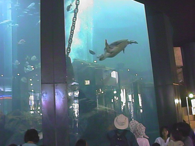 turtle 1.jpg, 52966 bytes, 10/13/1999
