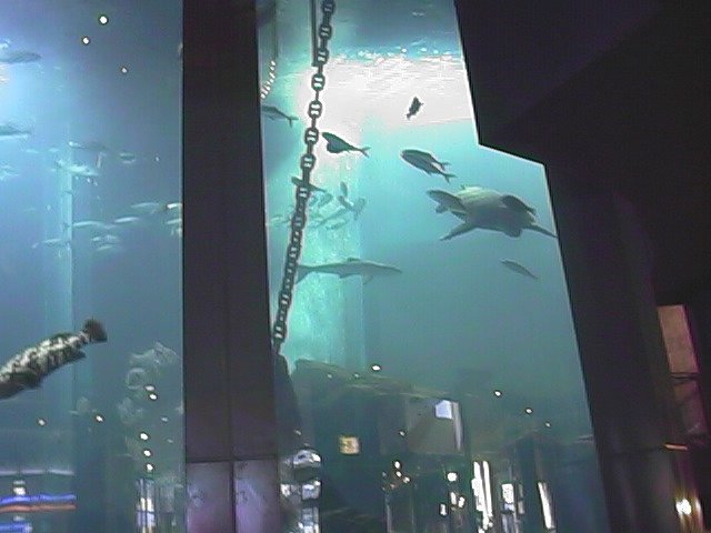 turtle 2.jpg, 47227 bytes, 10/13/1999