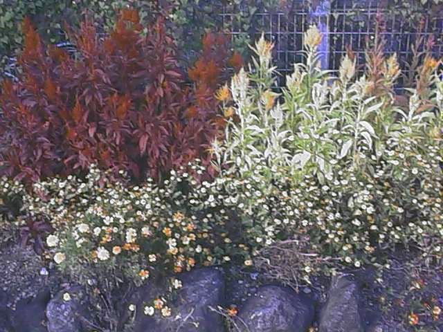 late flowers in bloom 2.jpg, 88445 bytes, 11/1/1999