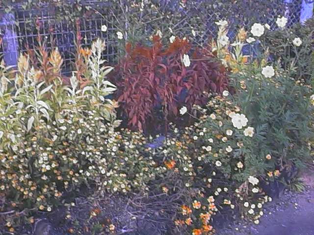 late flowers in bloom.jpg, 88826 bytes, 11/1/1999