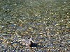 duck4.jpg