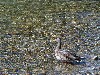 duck5.jpg