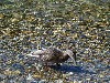 duck6.jpg