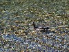 duck7.jpg