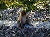 kamimonkey.jpg
