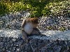 kamimonkey1.jpg
