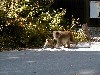 kamimonkey3.jpg