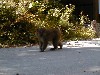 kamimonkey5.jpg