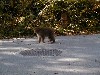 kamimonkey6.jpg