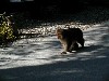 kamimonkey7.jpg
