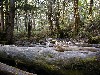 kamimoss2.jpg
