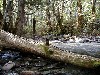 kamimoss3.jpg