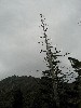 ntree.jpg